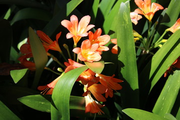 fiore 2