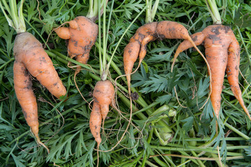 ugly organic fresh carrots - bent, twisted, crooked
