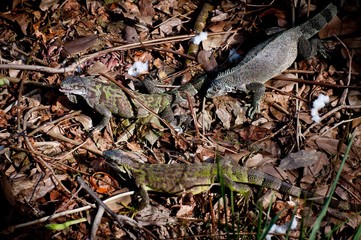 La réunion des Iguanes