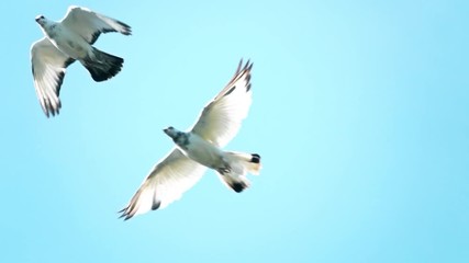 Super slow motion shot of flying flock of white pigeons against blue sky