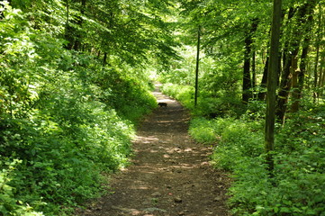 Fototapeta premium Sanglier traversant les bois