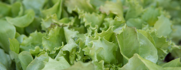 Fototapeta premium small green lettuce growing inside of a greenhouse