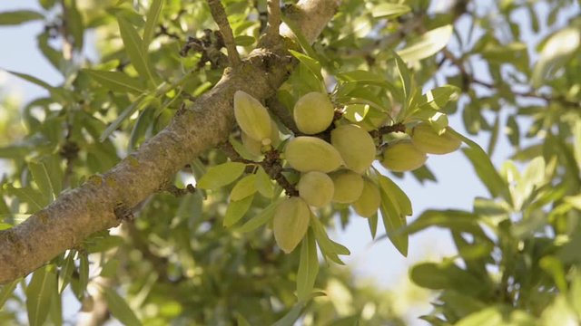 Unripe almonds in an almond tree