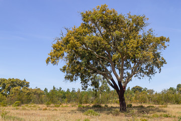 Cork trees in Vale Seco, Santiago do Cacem