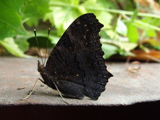 Beautiful butterfly on a sunny summer day