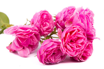 rose  flower isolated