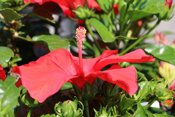 Big flower of red hibiscus  © ClaraNila