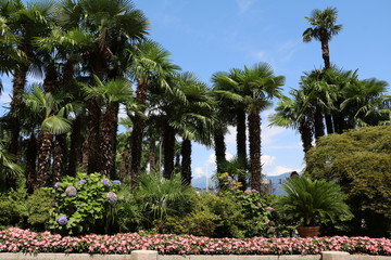 Palms in Stresa at Lake Maggiore in summer, Piedmont Italy