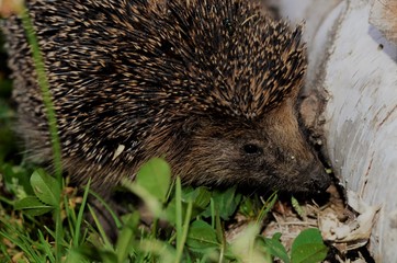 Hedgehog in the grass