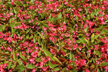 Begonia Flowers Red 