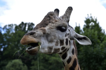 giraffe head
