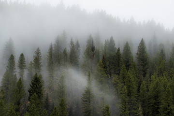 Foggy Forest 