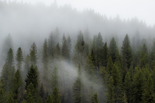 Foggy Forest © Jason