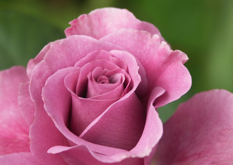 Pink Rose Close Up