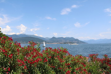 Red blooming Oleander at Lago Maggiore, view from Stresa in Italy 