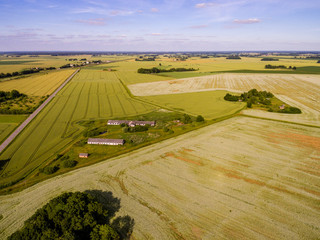 drone image. aerial view of rural area with Buckwheat field