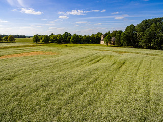drone image. aerial view of rural area with Buckwheat field