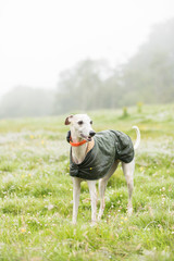 Whippet standing