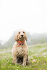 The sitting Labradoodle.