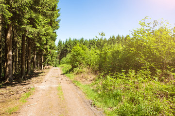 Fototapeta na wymiar Wanderweg mit Sonnenschein im Aachener Wald zum Dreiländereck Deutschland, Niederlande, Belgien