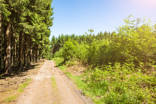 Wanderweg mit Sonnenschein im Aachener Wald zum Dreil&auml;ndereck Deutschland, Niederlande, Belgien