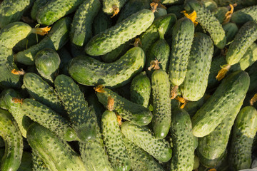 Green cucumbers in a bucket close-up