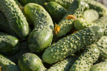 Green cucumbers in a bucket close-up