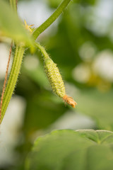 Cucumbers hang on a stalk, grow in a greenhouse, inflorescences and small cucumbers