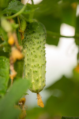 Cucumbers hang on a stalk, grow in a greenhouse, inflorescences and small cucumbers