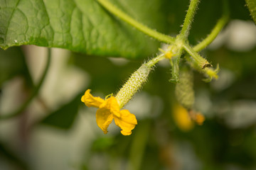 Cucumbers hang on a stalk, grow in a greenhouse, inflorescences and small cucumbers