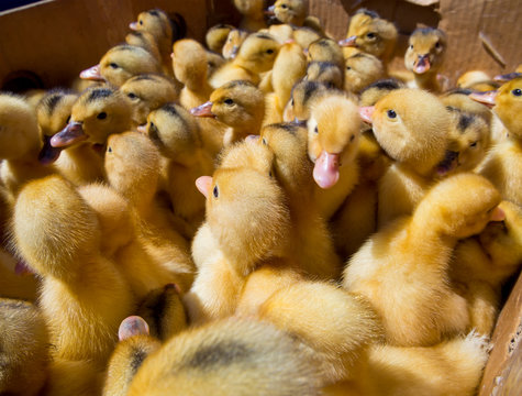 Many small ducklings in a box on the bird market