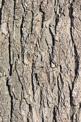 Cottonwood Bark Background
