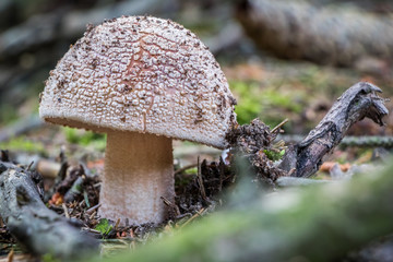 Detail of edible mushroom amanita rubescens