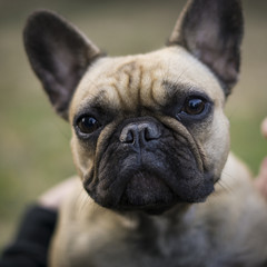 Cute puppy face pug french bull terrier
