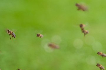 Bienen fliegen am Bienenstock