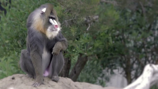 Portrait of a Mandrill Monkey.