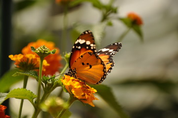 Papillon orange et noir