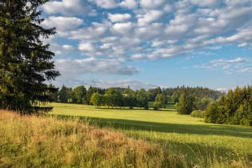 Fototapeta na wymiar Beautiful summer morning landscape with meadow and trees