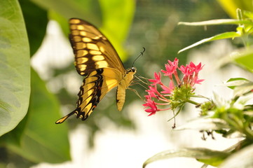 Papillon jaune et noir