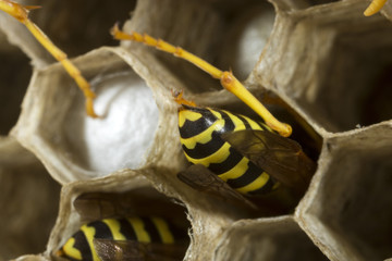 Paper wasps at work in their nest