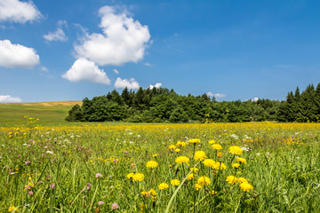 Meadow with yellow flowers, forest and blue sky