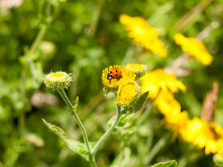 7-Dot Ladybird (Coccinella 7-punctata) on Yellow Flower Outsider