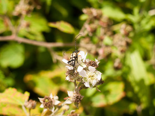 Black and Yellow Longhorn (Rutpela maculata or Strangalia maculata)