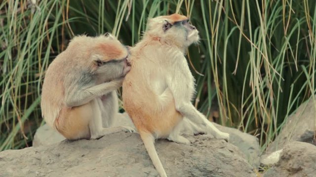Two monkeys grooming each other