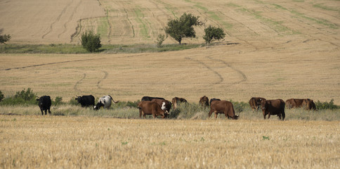 The cows graze on the field