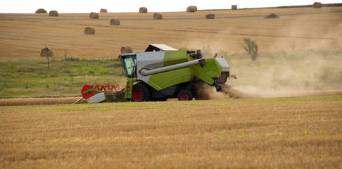 The combine harvests wheat and many straw bales background