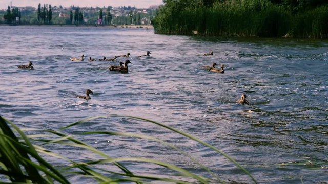 Flocks of wild ducks eating white bread and swimming in city reservoir. 4K