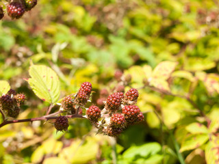 Growing Red Blackberries Bush Outside in Summer Fruit