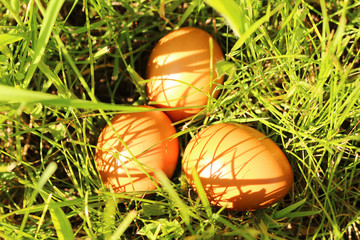 Easter eggs in the grass