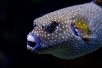 Guineafowl Puffer